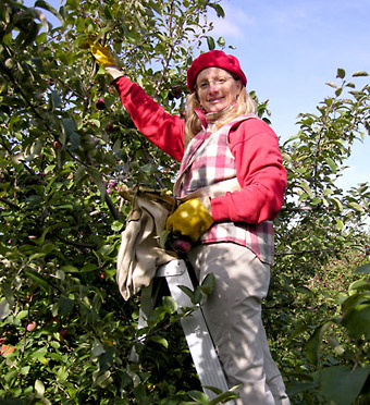 Woman picking apples in Franklin, Quebec along the USA border in autumn