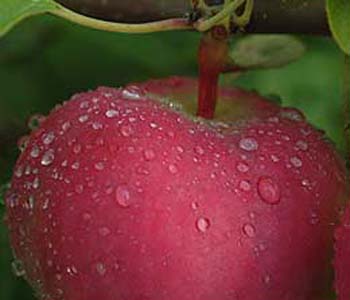 dew on apple