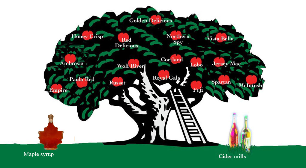 Apple varieties and maple syrup