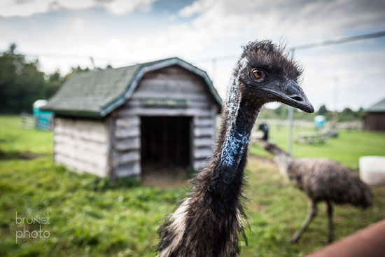 Ferme Hillspring Farm