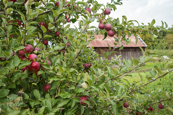 Ferme Hillspring Farm