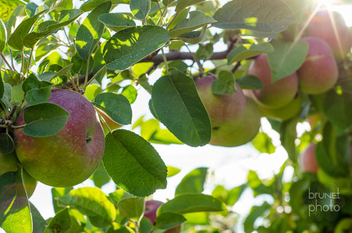 pommes Hemmingford, Quebec