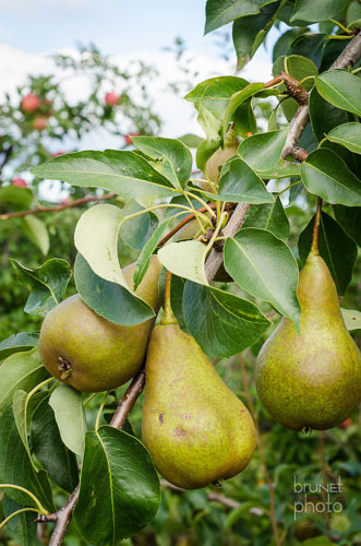 pears