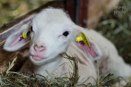 La Ferme des Petits Cailloux