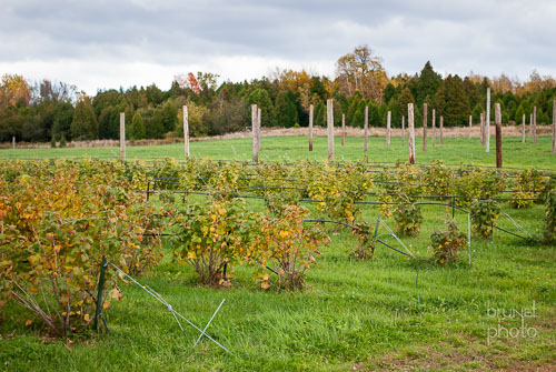 Entre Pierre et Terre