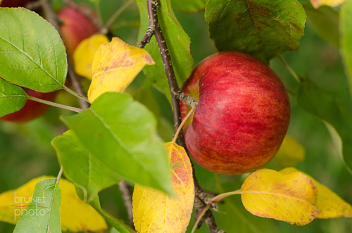 pomme apple