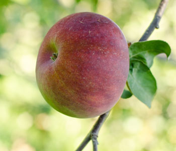 apple growing south of Montreal