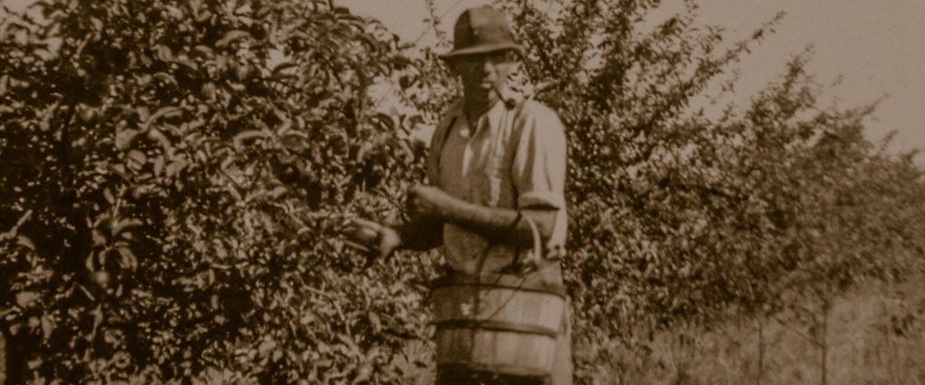 cueillette de pommes