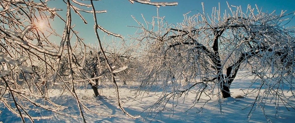 verger en hiver