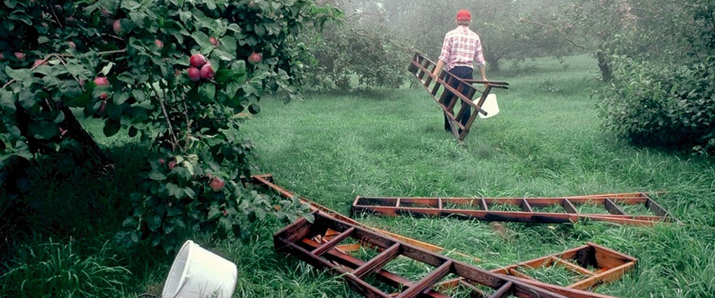 apple picking orchards