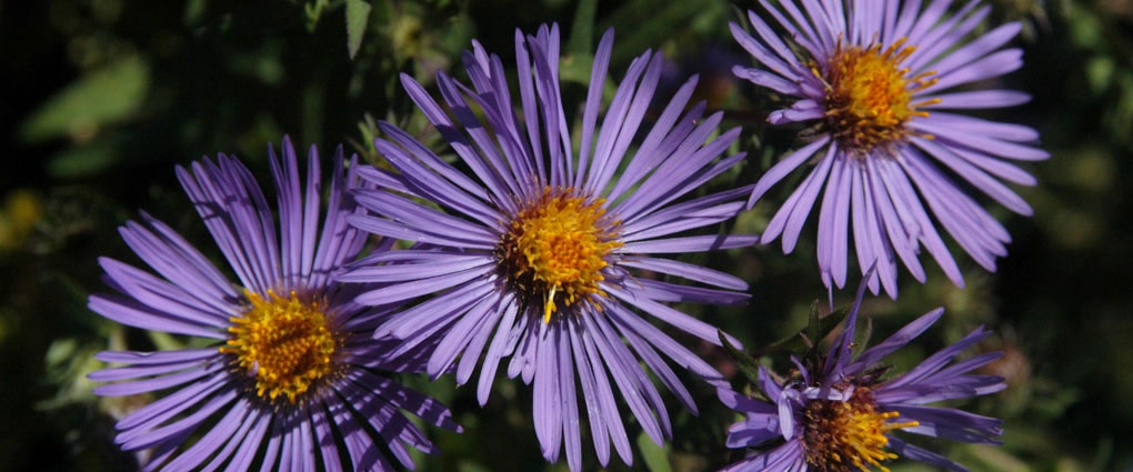 asters fleurs