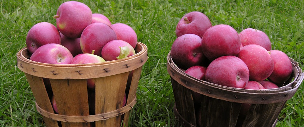 panniers de pommes